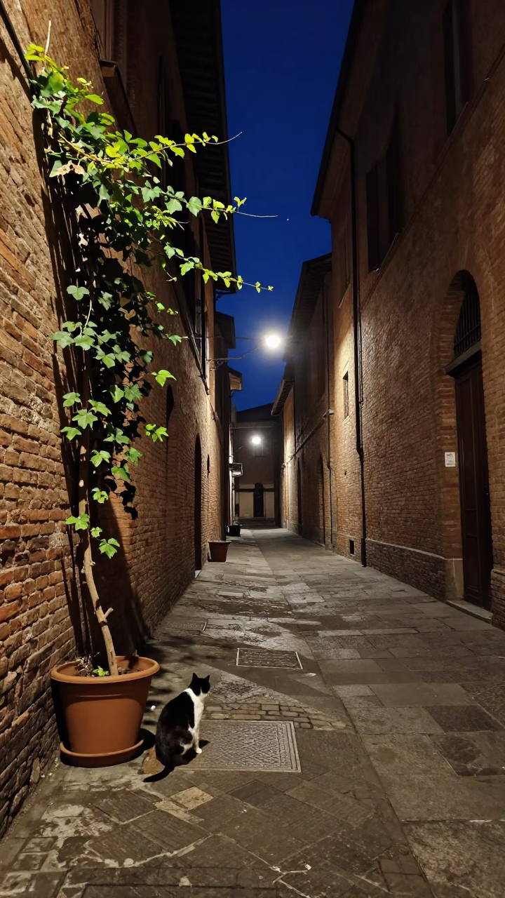 Late Night Bologna Street Scene with Vine and Cat Under Starry Sky in in Bologna, Italy