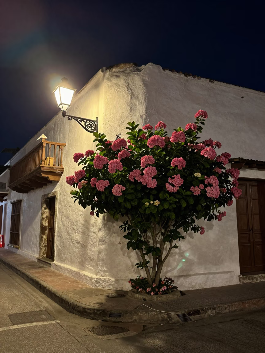 Late Night Cartagena Street Scene with Hydrangea Bush and Colorful Architecture in in Cartagena, Colombia