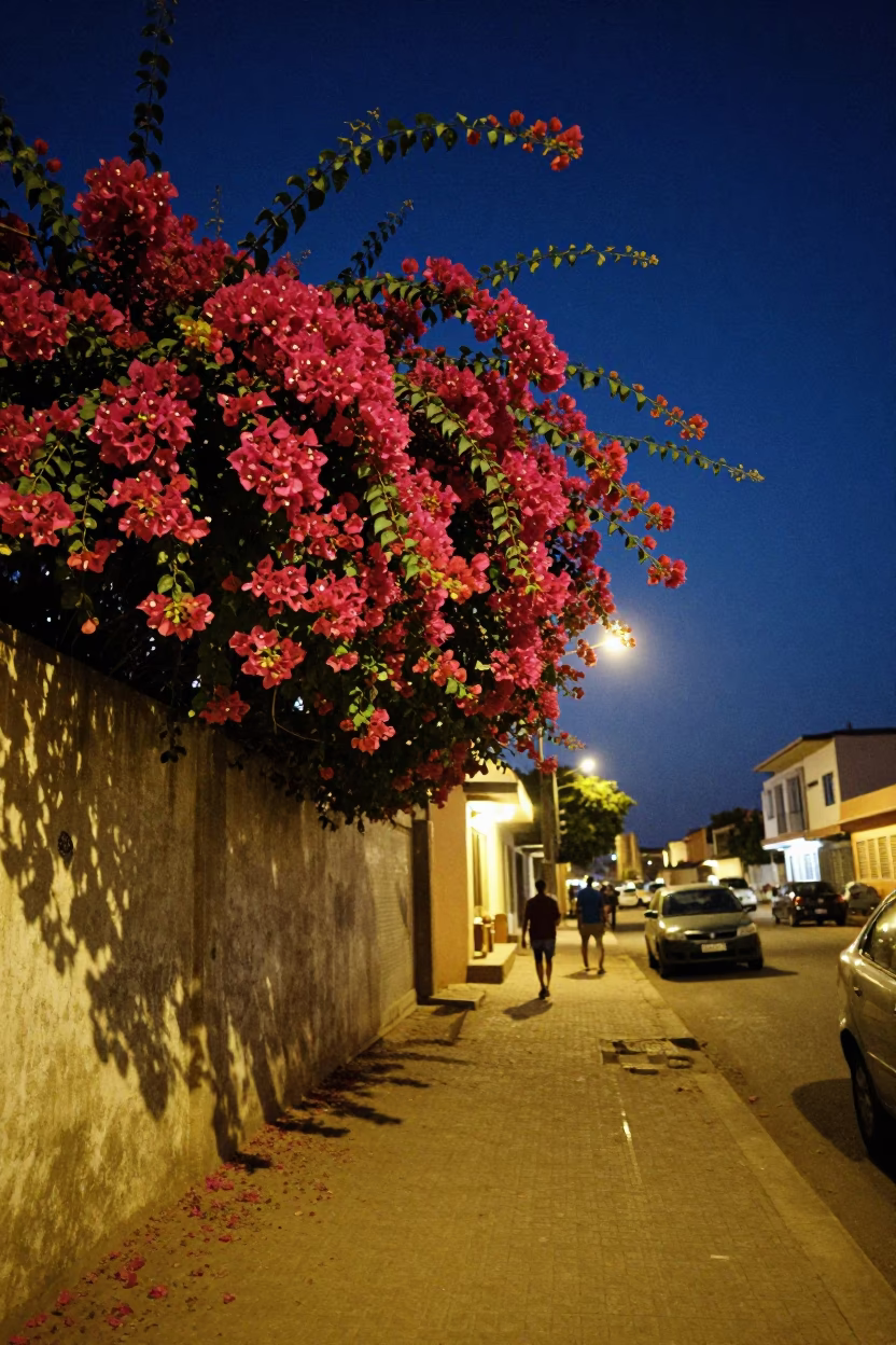 Late Night Dakar Senegal Street Scene with Bougainvillea and Lanterns in in Dakar, Senegal