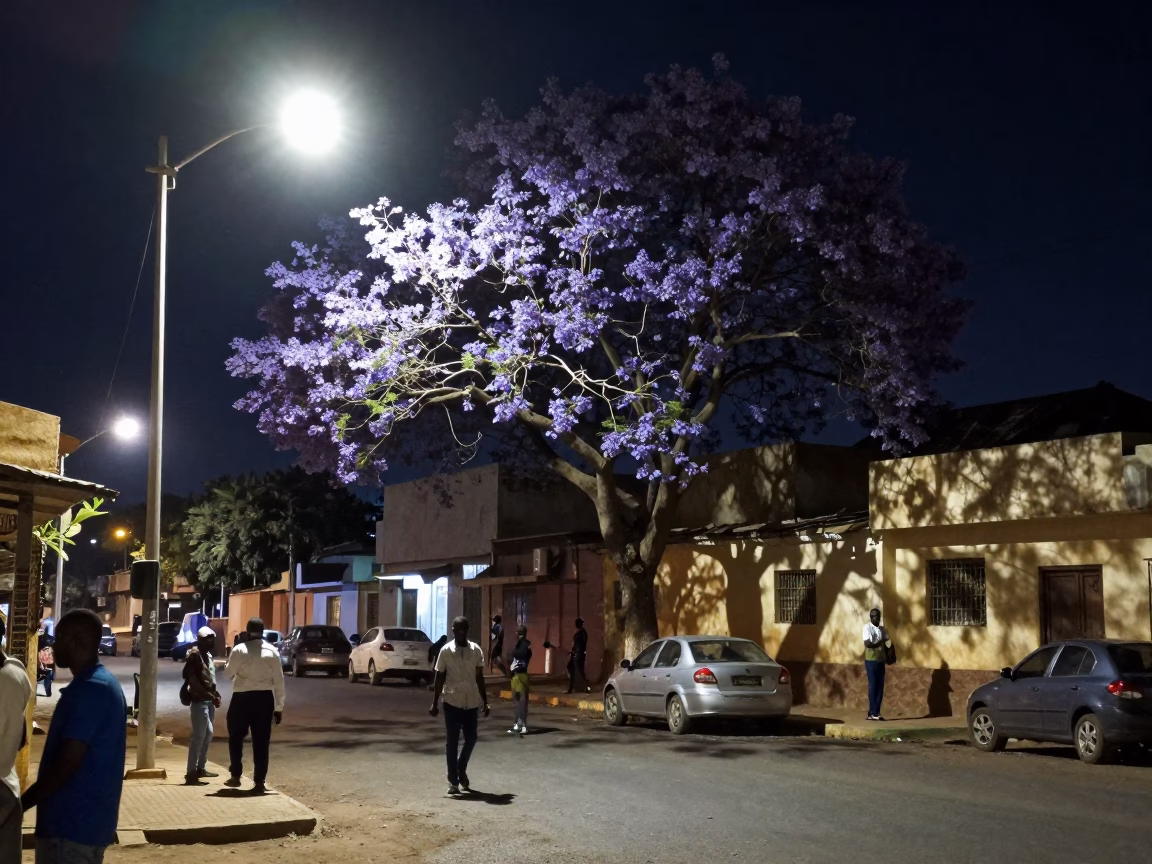 Late Night Dakar Street Scene with Jacaranda Tree and Condensation on Shelf in in Dakar, Senegal