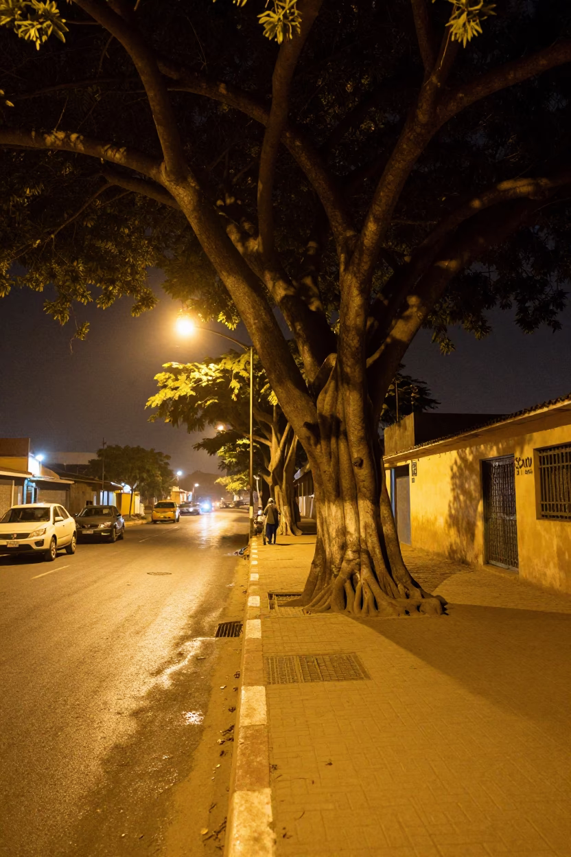 Late Night Dakar Street Scene with Kapok Tree and Local Life in in Dakar, Senegal