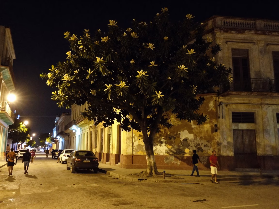Late Night Havana Street Scene with Euphorbia Candelabra Tree and Urban Architecture in in Havana, Cuba