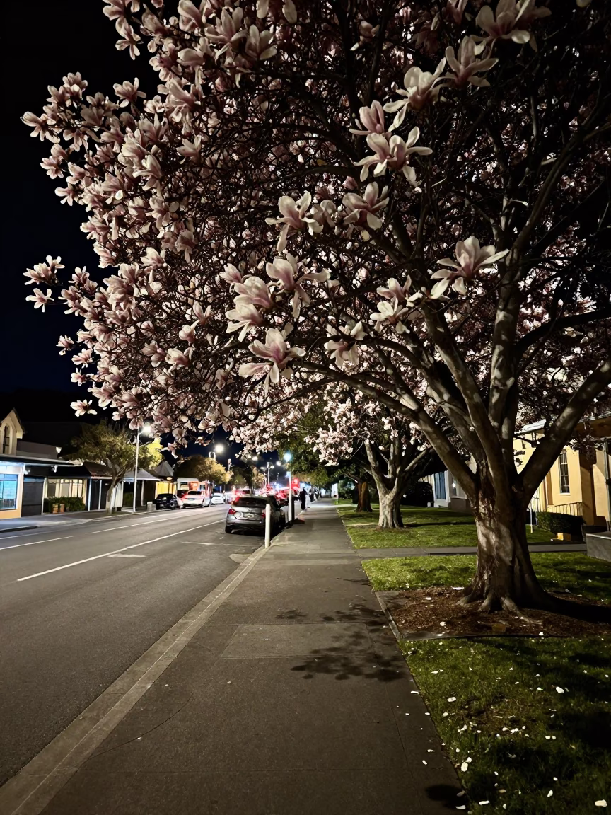 Late Night Hobart Street Scene with Magnolia Tree and Porcelain Jar in in Hobart, Tasmania, Australia