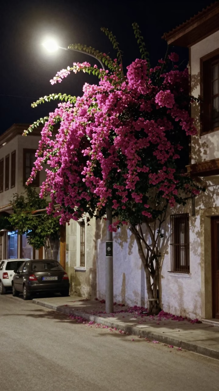 Late Night Izmir Street Scene with Bougainvillea and Urban Architecture in in Izmir, Turkey