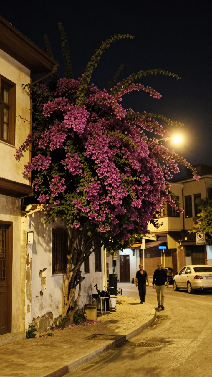 Late Night Izmir Street Scene with Bougainvillea and Urban Light in in Izmir, Turkey