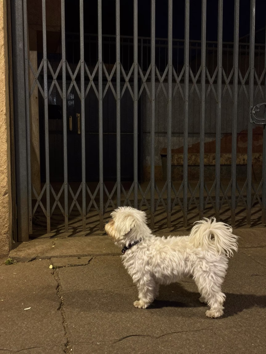 Late Night Johannesburg Street Scene With Havanese Dog And Shirt Hanger in in Johannesburg, South Africa