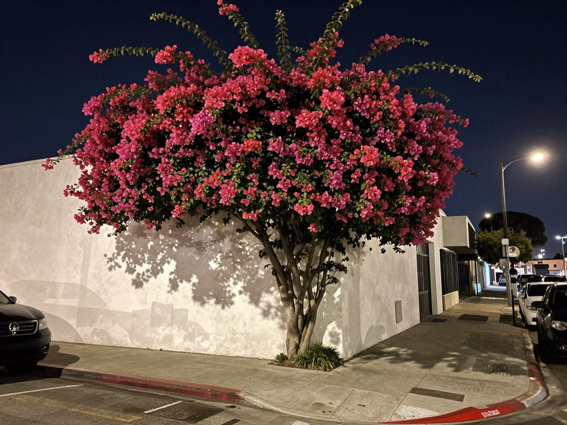 Late Night Los Angeles Street Scene with Bougainvillea and Urban Atmosphere in in Los Angeles, California, United States