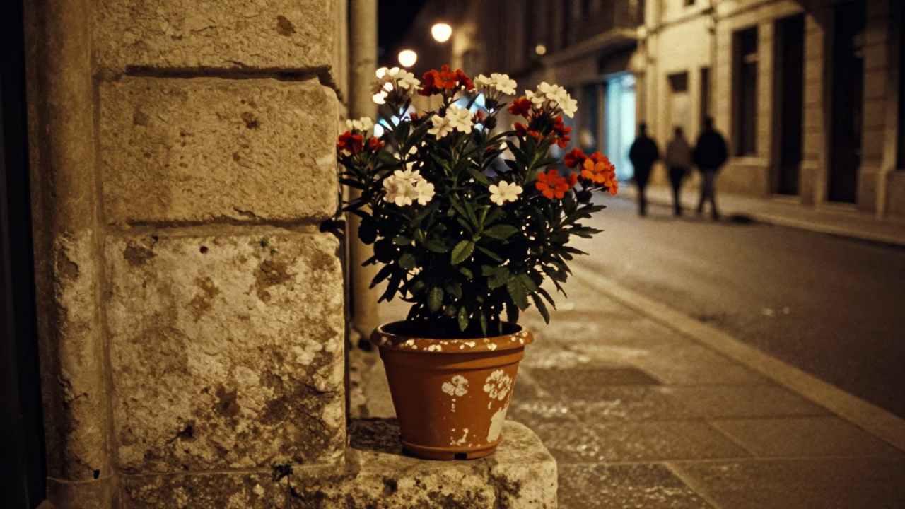 Late Night Marseille Street Scene with Flowering Plant and Dusty Lamp Base in in Marseille, France