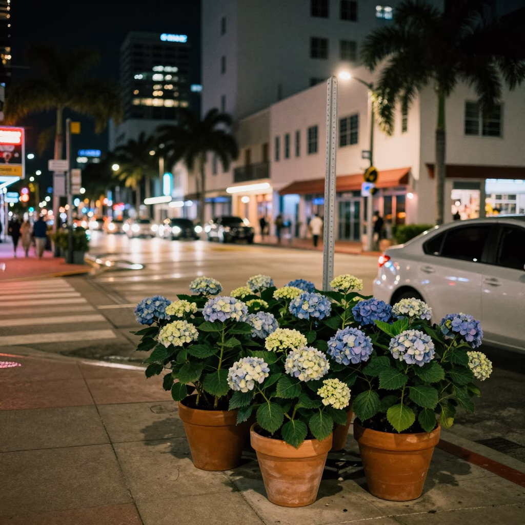 Late Night Miami Street Corner with Neon Reflections and Hydrangeas in Terracotta Pots in in Miami, Florida, United States