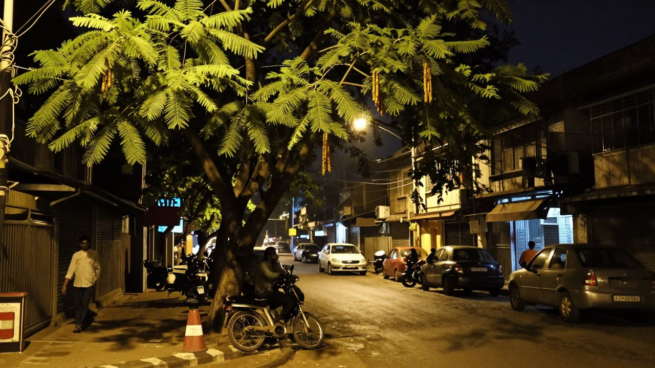 Late Night Mumbai Street Scene with Tamarind Tree and Pot Lid in in Mumbai, India