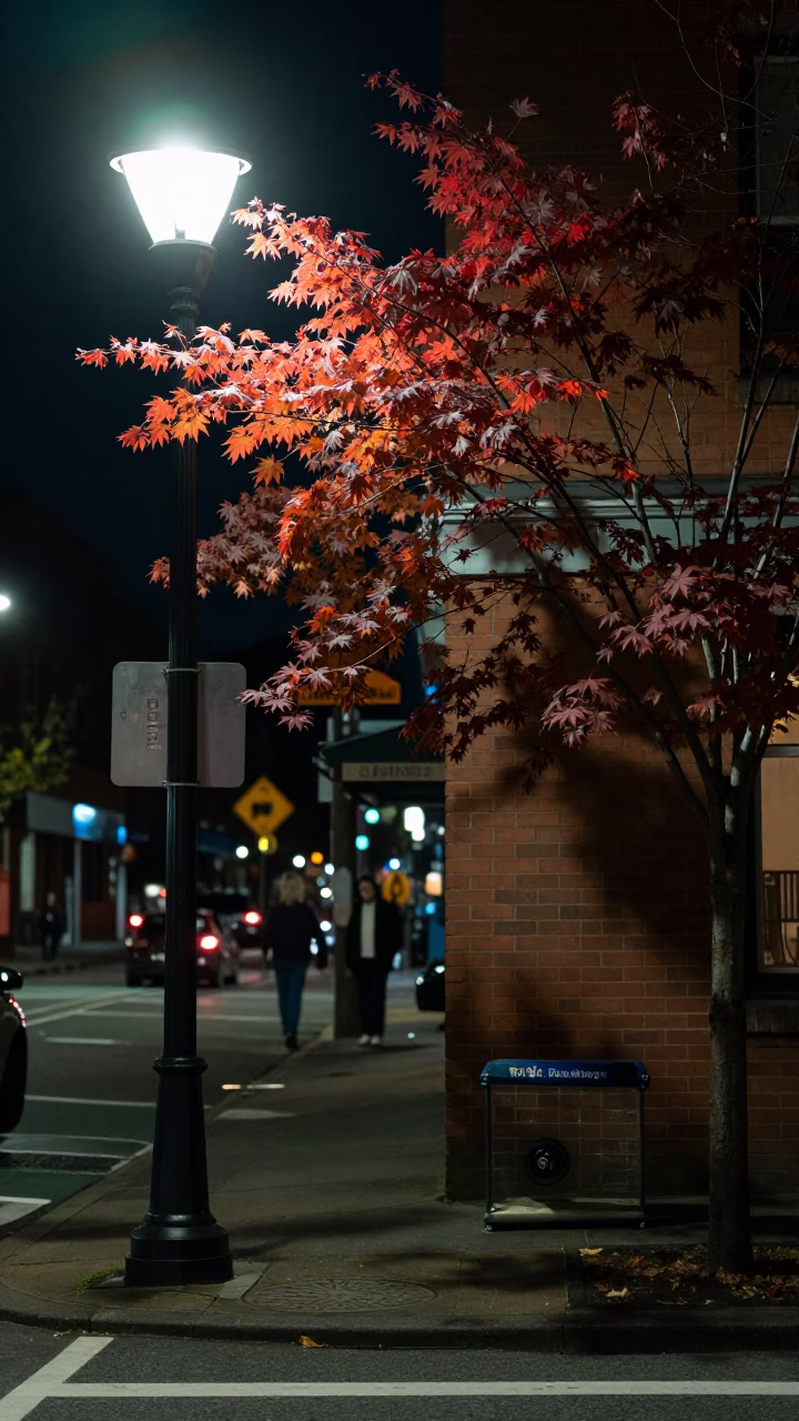 Late Night Portland Oregon Street Scene with Shoebox and Japanese Maple in in Portland, Oregon, United States