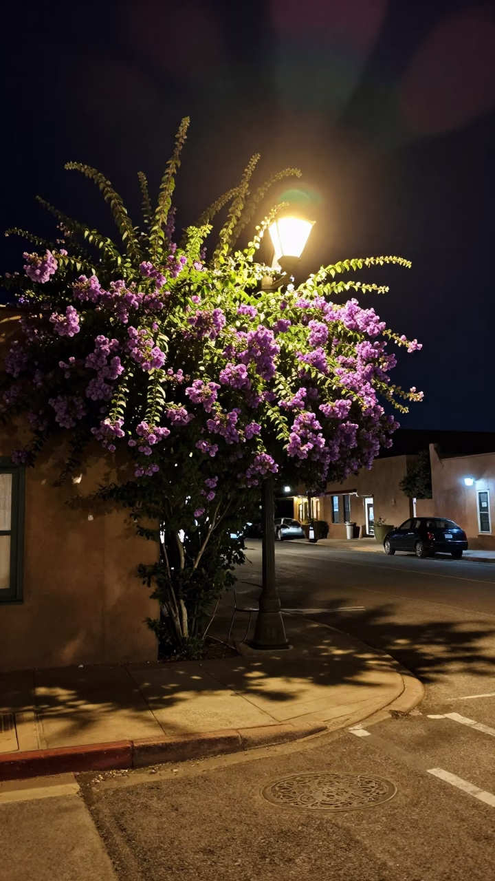 Late Night Santa Fe Street Scene with Plumbago Hedge and Adobe Architecture in in Santa Fe, New Mexico, United States