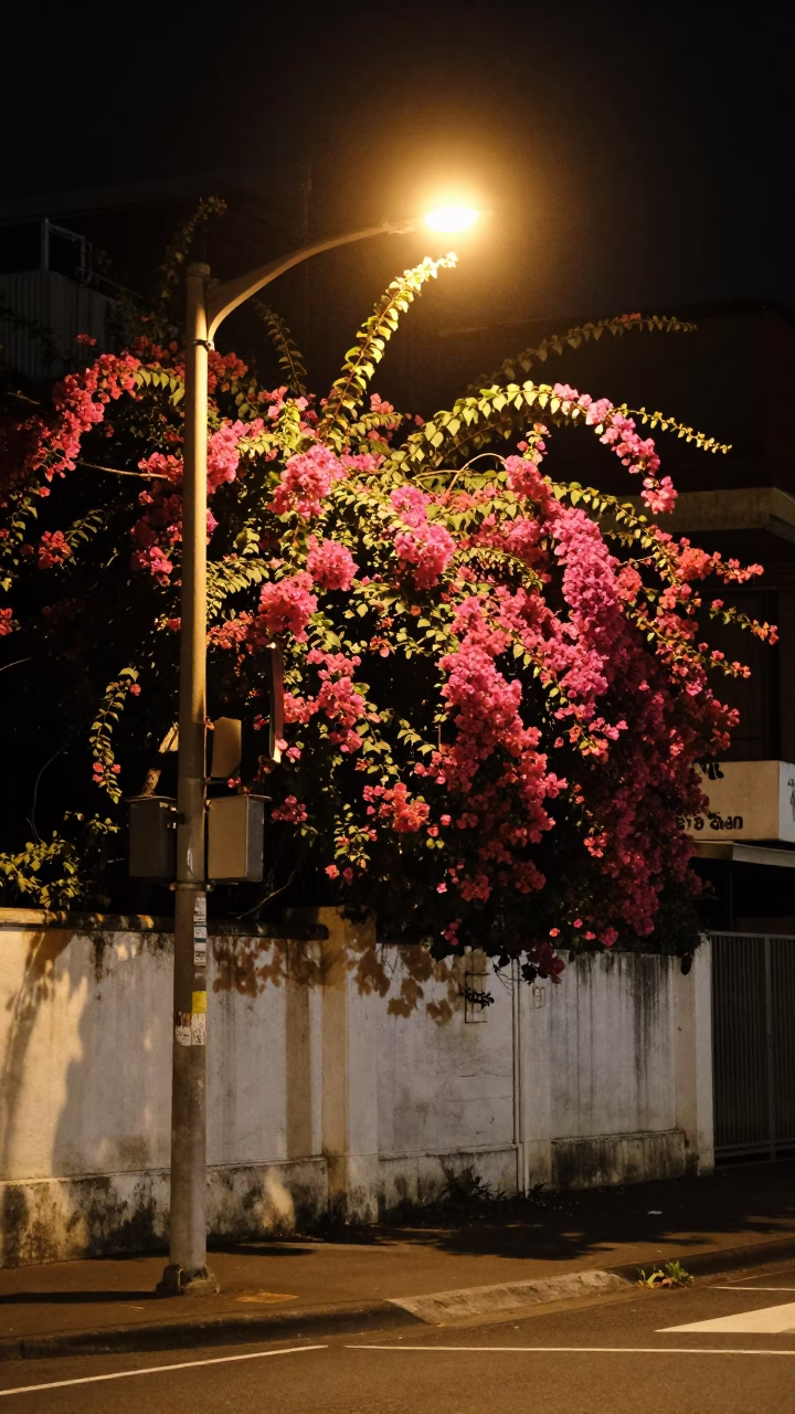 Late Night Sydney Street Scene with Bougainvillea and Urban Ambiance in in Sydney, New South Wales, Australia