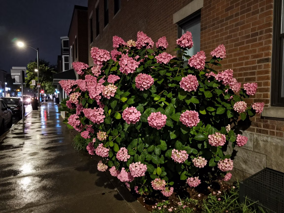 Late Night Toronto Street Scene with Hydrangea Bush and Glass Bottle in in Toronto, Ontario, Canada