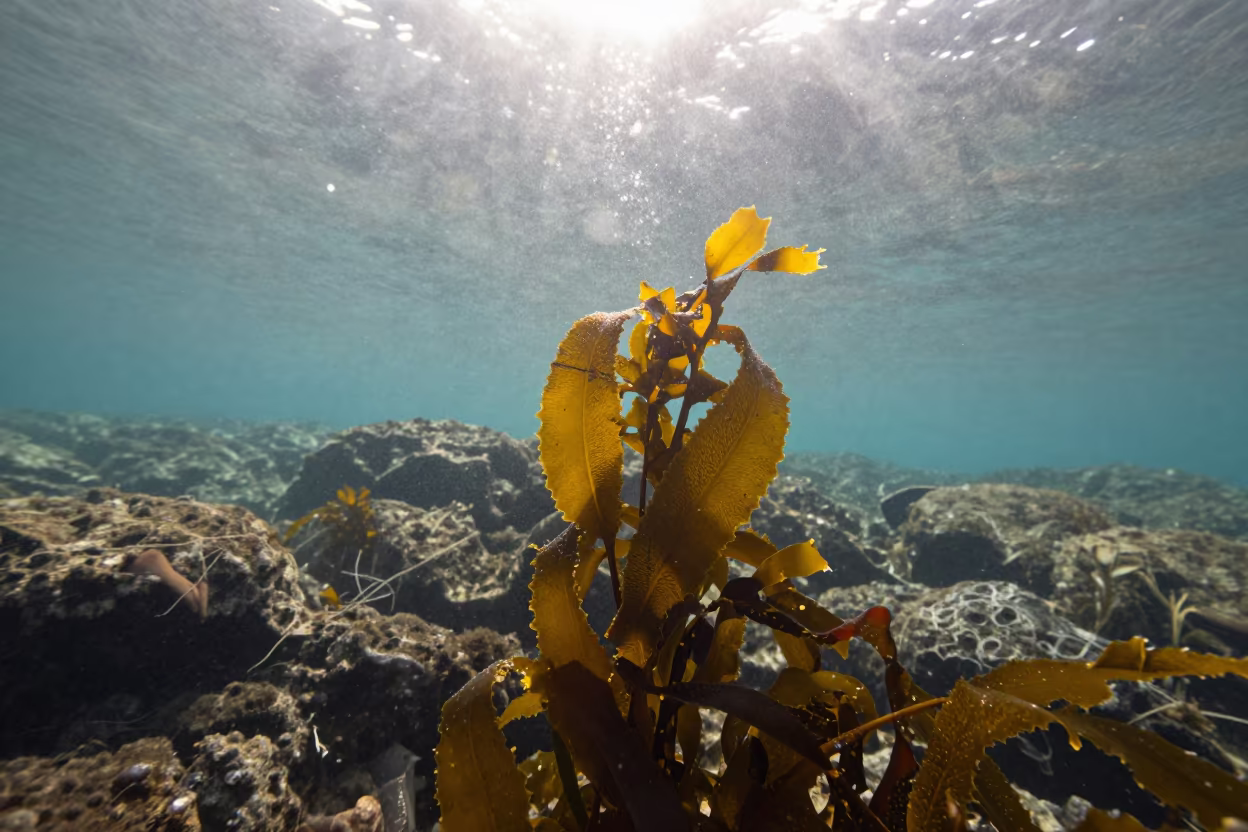 Late Spring Kelp Forest in Dotonbori Light in through kelp fronds beside a rocky shelf in Dotonbori, Osaka