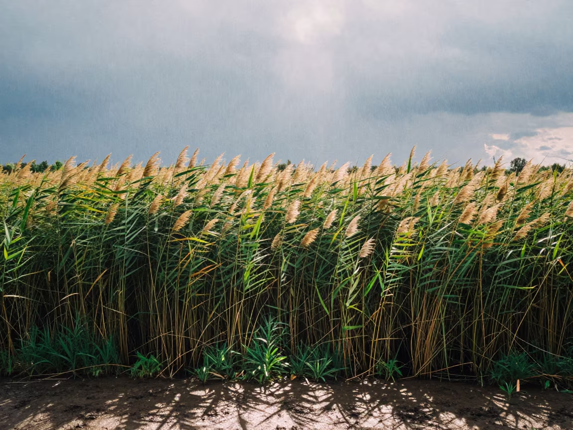 Late Summer Marsh Rain Shadow Kharkiv in near Kharkiv