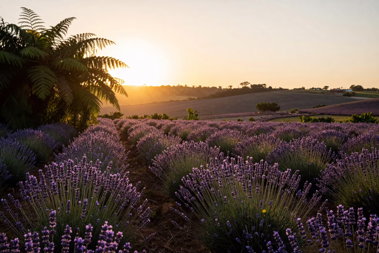 Lavender Field Sunset Backlit Silhouette Fern Forest in on a fern-lined forest floor in Ceará