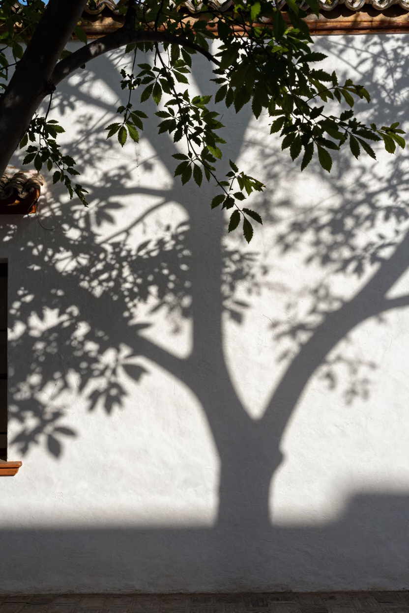 Leaf Shadows at Clear Late-afternoon Light in Granada in in Granada, Spain