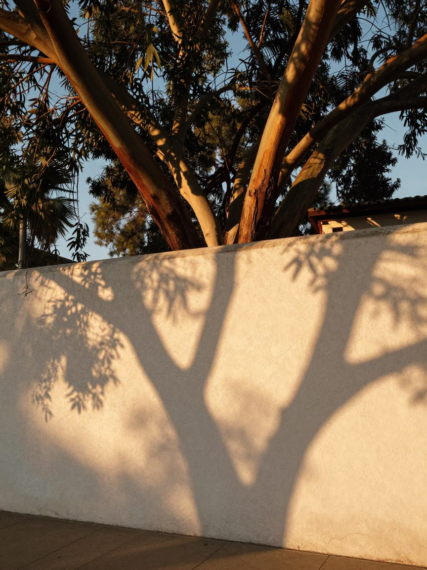 Leaf Shadows at Golden Hour in San Diego in in San Diego, California, United States