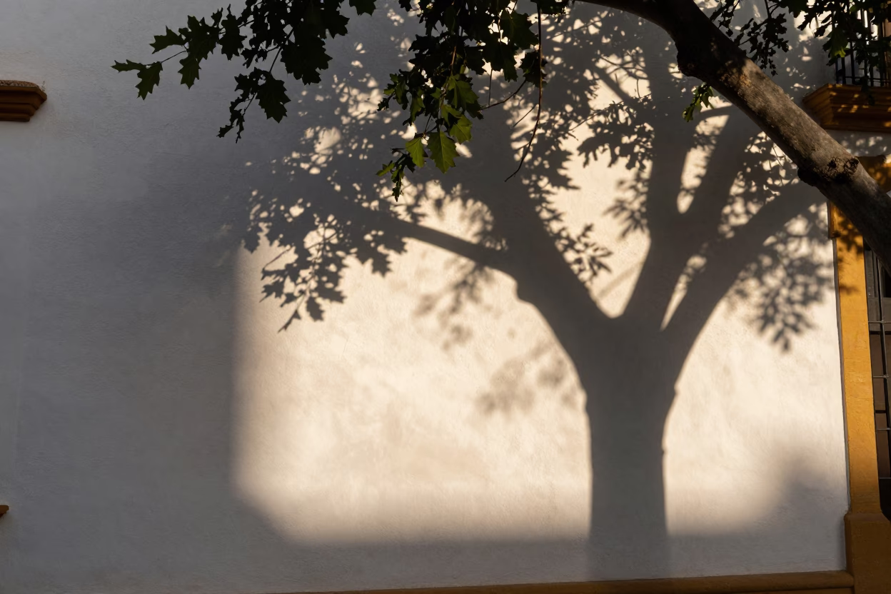 Leaf Shadows at The Late Afternoon Light in Seville in in Seville, Spain
