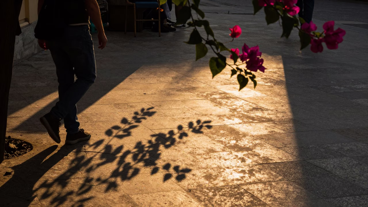 Leaf Shadows in Budapest at Honeyed Evening Light in in Budapest, Hungary