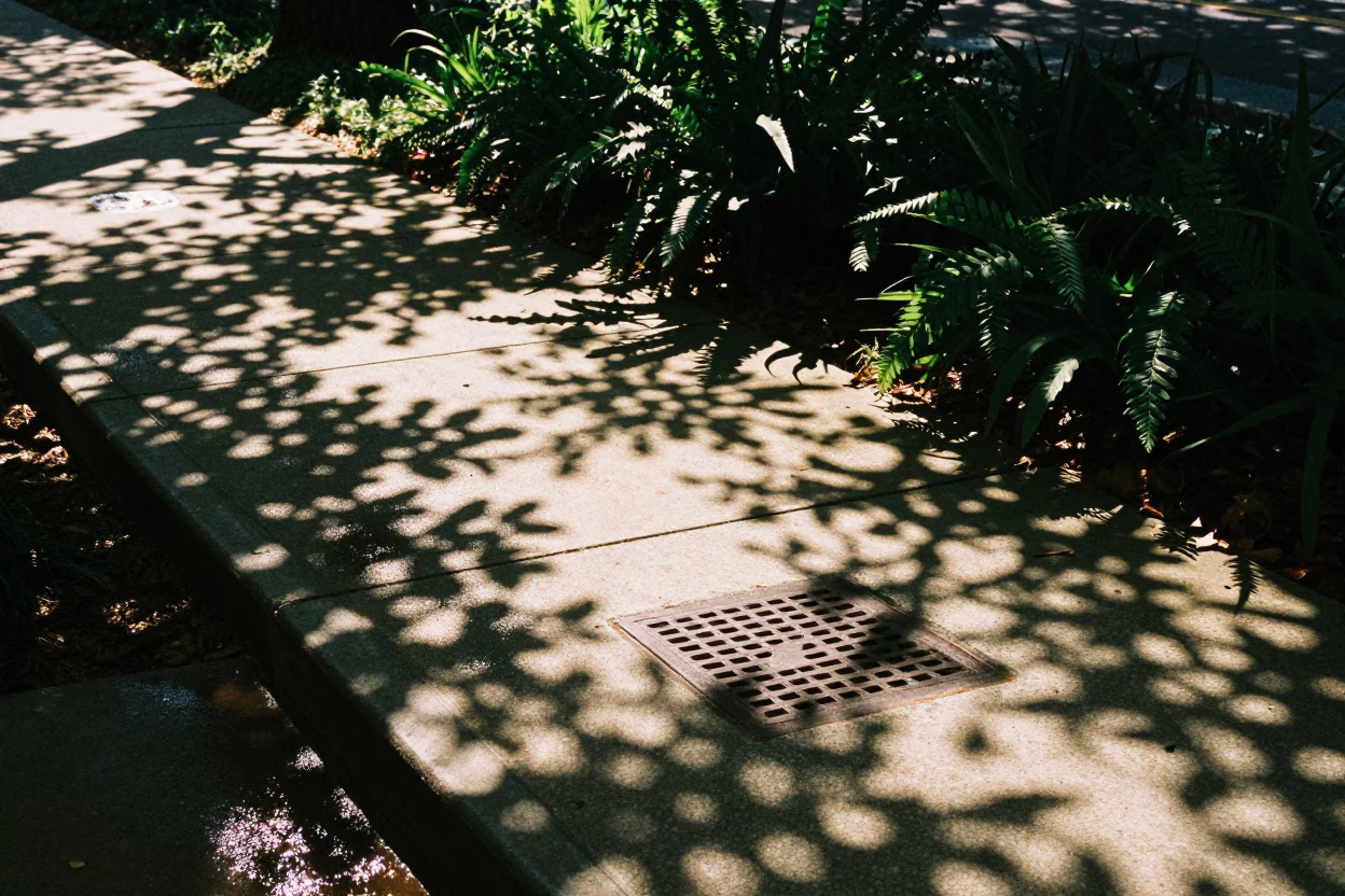 Leaf Shadows in Chicago at The Late Morning Light in in Chicago, Illinois, United States
