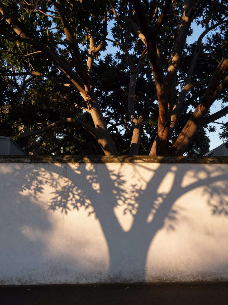 Leaf Shadows in Hobart at The Still Hours Before Dawn Light in in Hobart, Tasmania, Australia