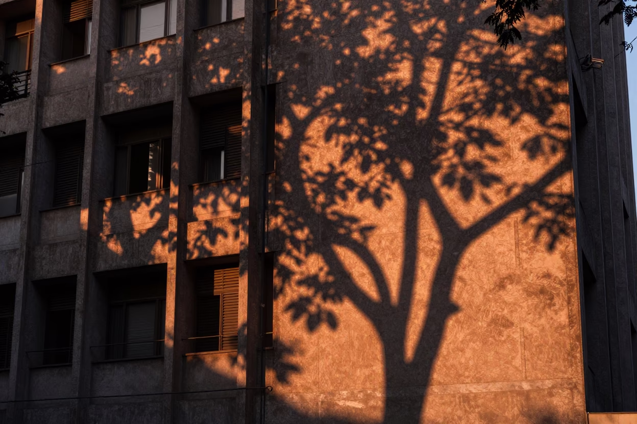 Leaf Shadows in Mexico City at Copper-toned Light Before Dusk in in Mexico City, Mexico