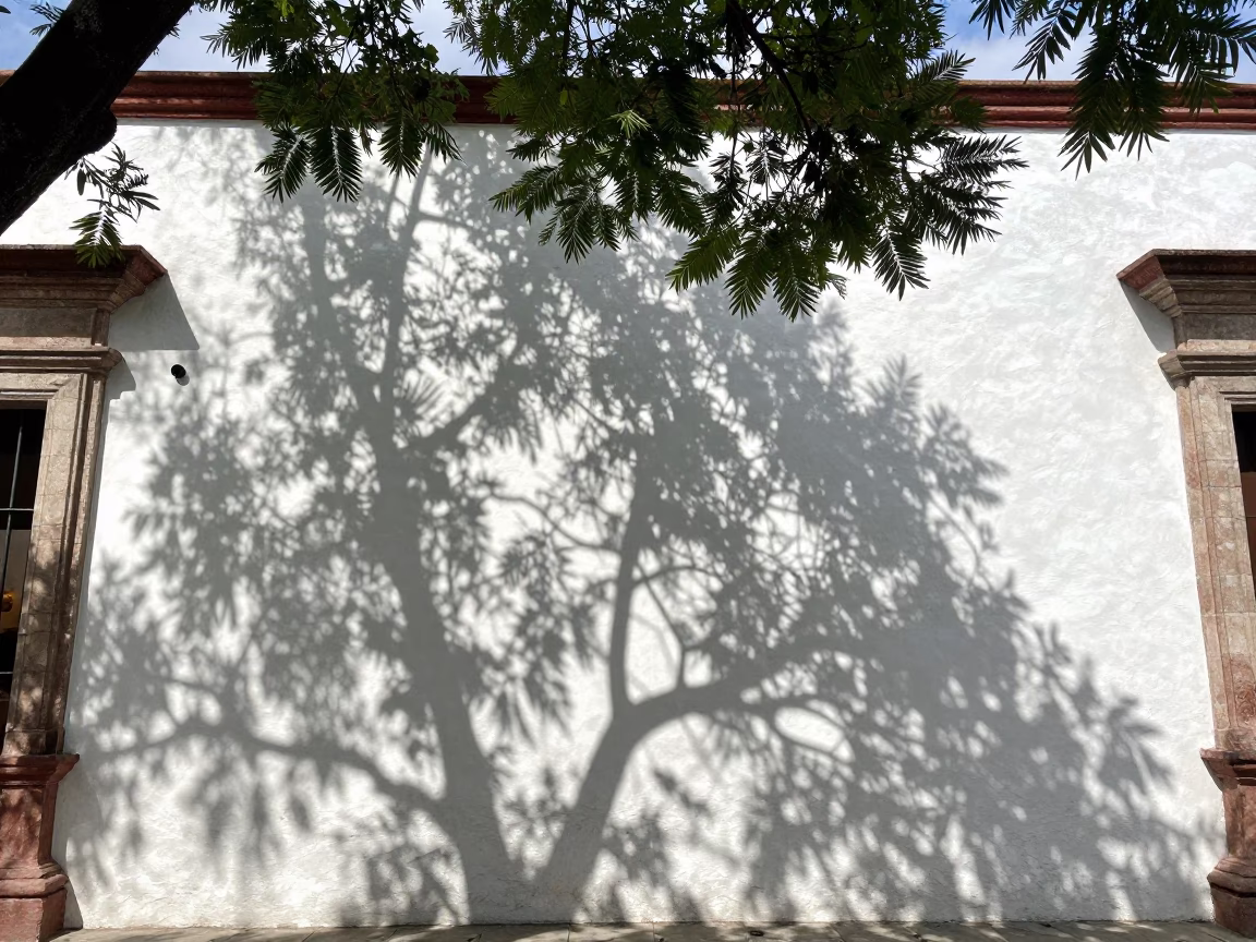 Leaf Shadows in Mexico City at The Flat Glare Of Noon Light in in Mexico City, Mexico