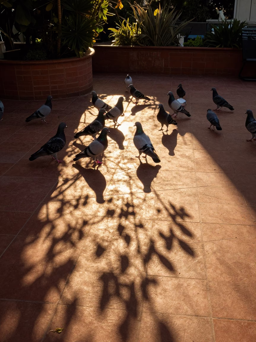 Leaf Shadows in San Francisco at Honeyed Evening Light in in San Francisco, California, United States