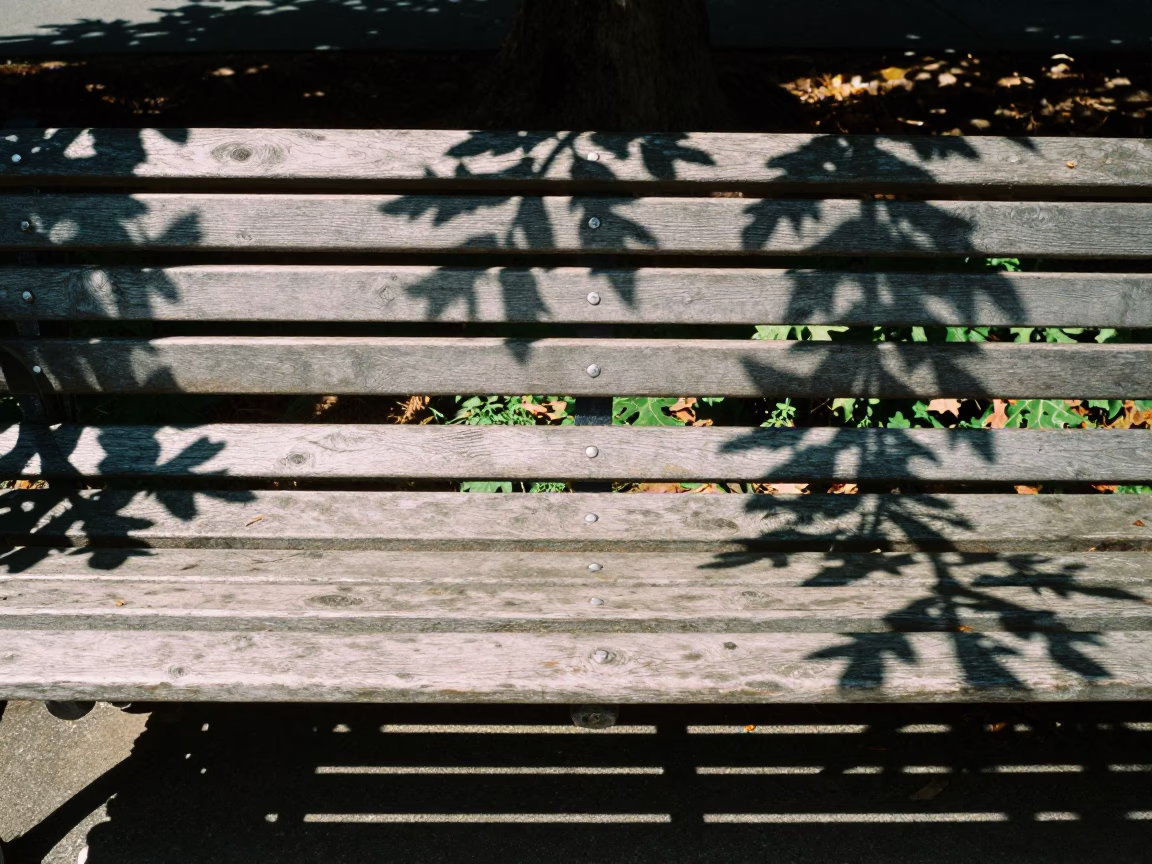 Leaf Shadows in San Francisco at The Flat Glare Of Noon Light in in San Francisco, California, United States