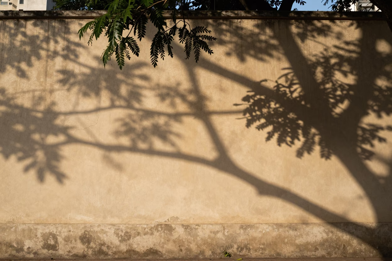 Leaf Shadows in São Paulo at Clear Late-afternoon Light in in São Paulo, Brazil