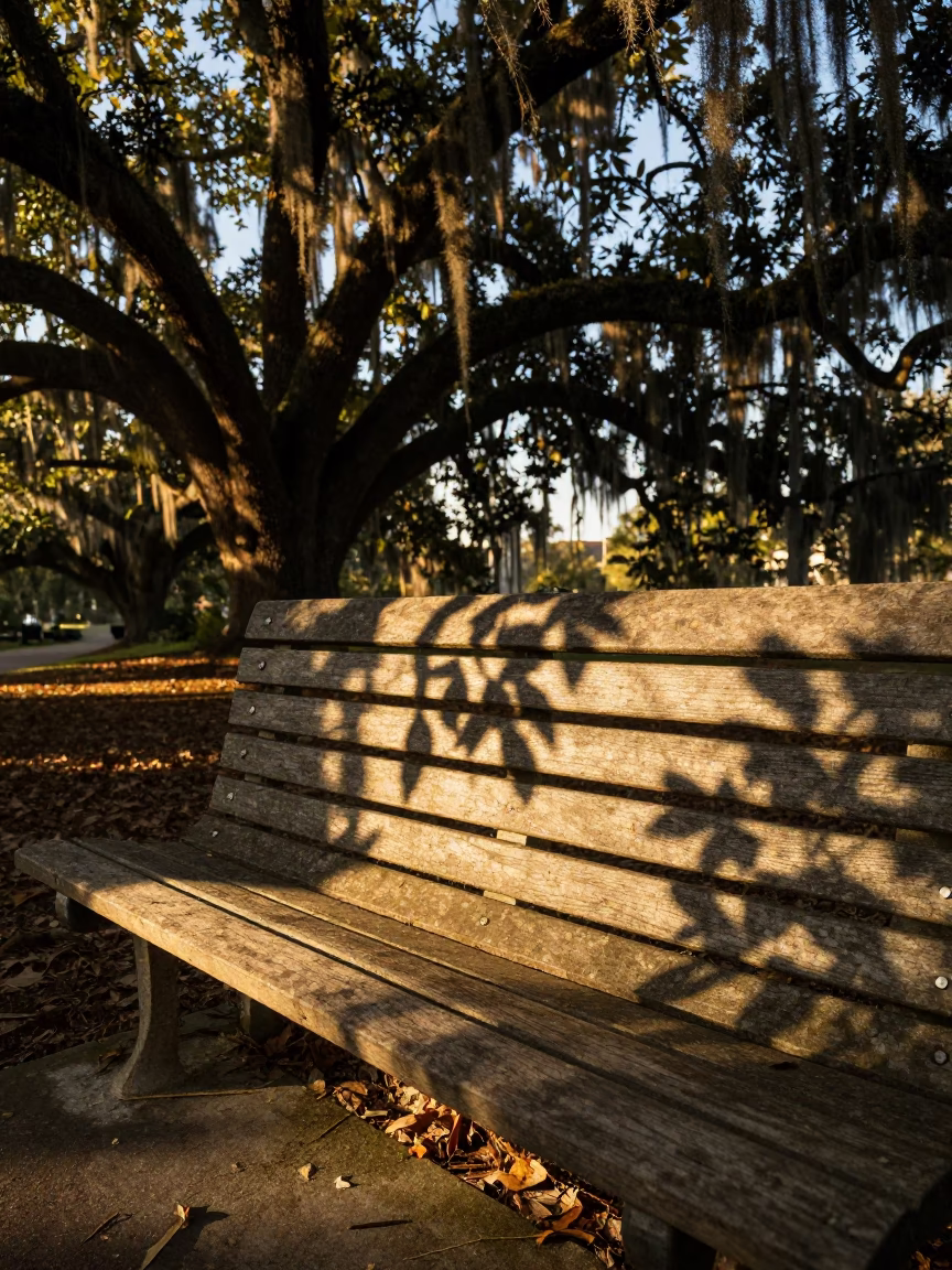 Leaf Shadows on Bench Slat in Honeyed Evening Light Charleston South Carolina in in Charleston, South Carolina, United States
