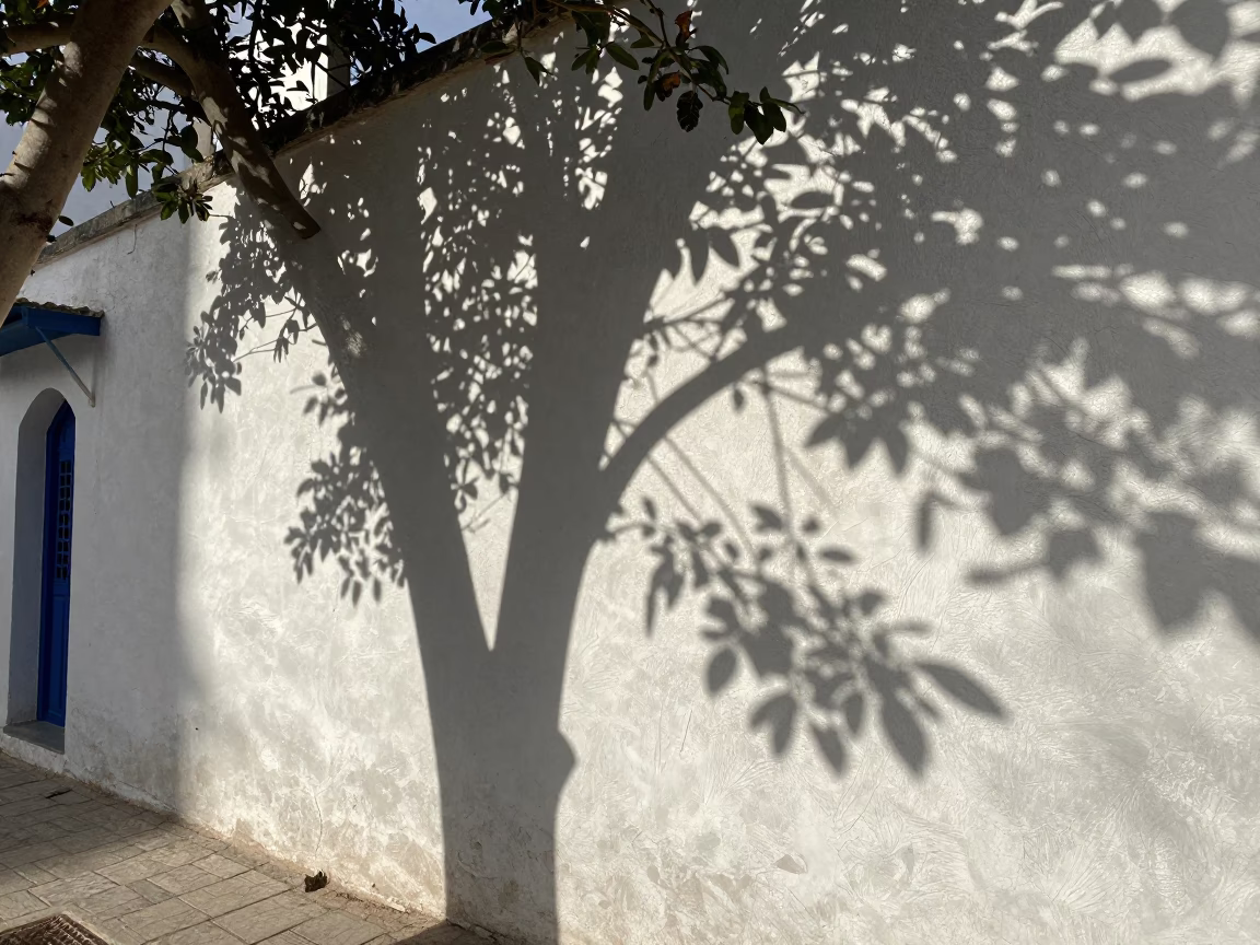 Leaf Shadows on Plaster Wall in Tunis Tunisia Early Afternoon Street Scene in in Tunis, Tunisia