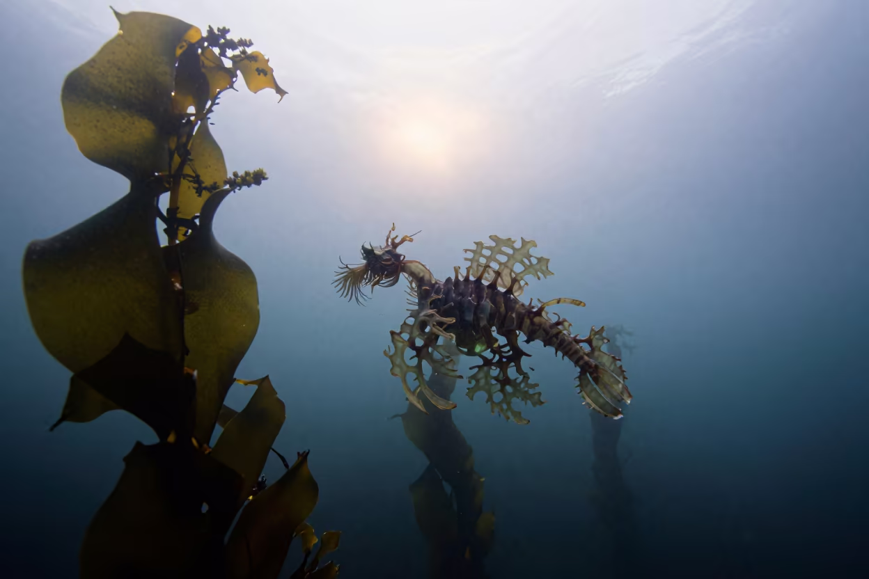 Leafy Sea Dragon Drifting in Winter Kelp in near Ponsonby, Auckland