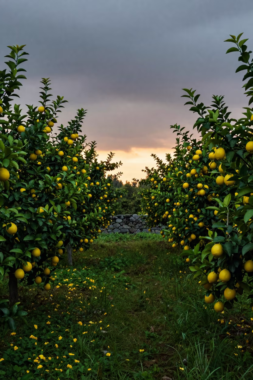 Lemon Trees in Vermont Field at Sunset After Storm in in Vermont