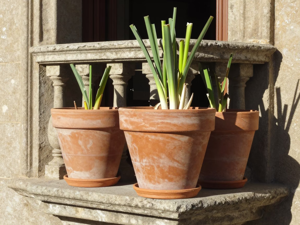 Lemongrass in Barcelona at Afternoon Light in in Barcelona, Spain