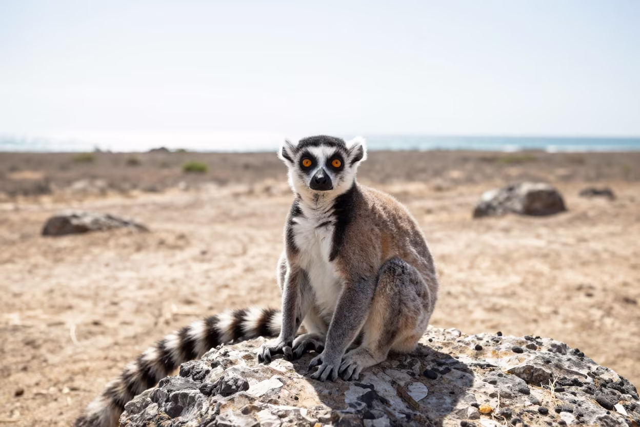 Lemur With Wide Alert Eyes Under Noon Sun in in Dominican Republic