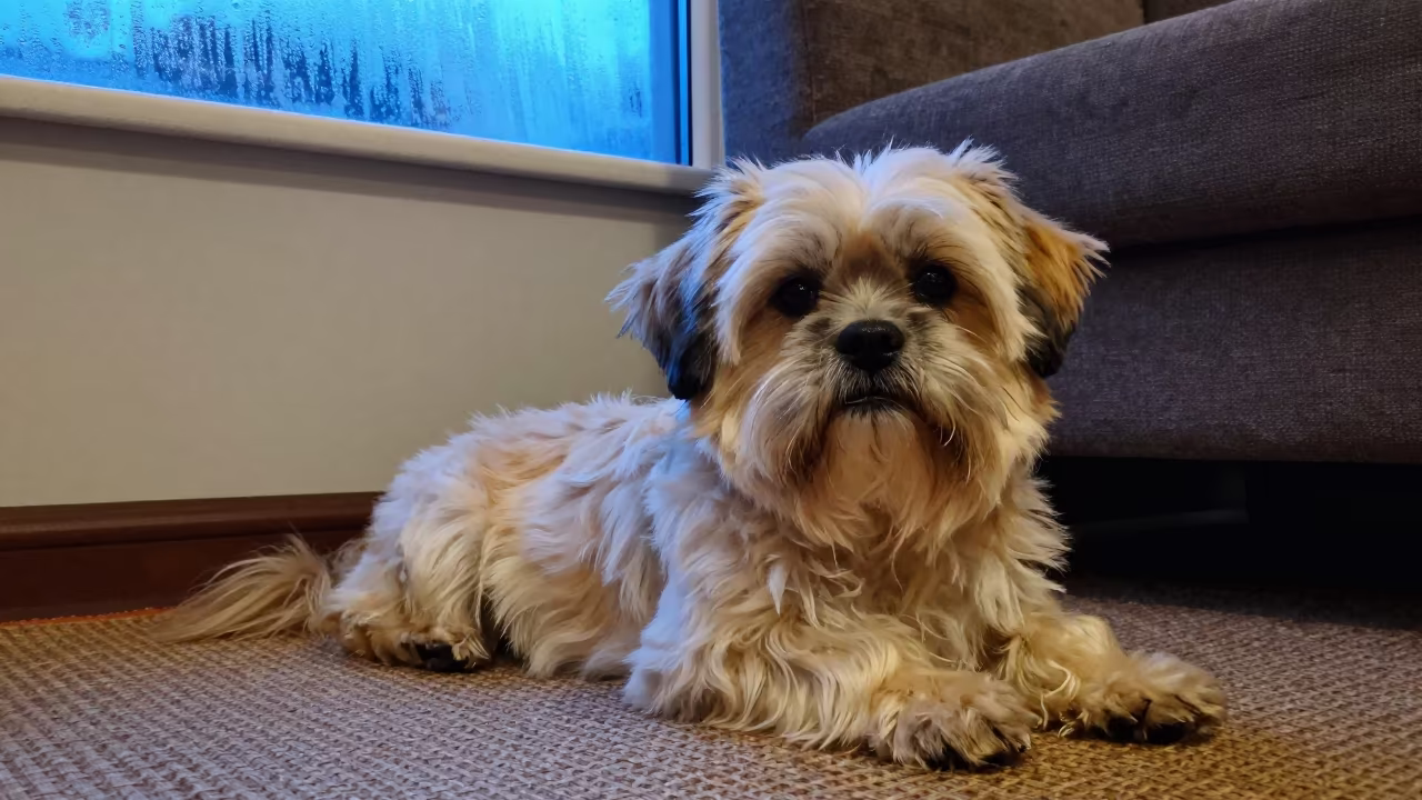Lhasa Apso on Woven Rug in Almaty Home in on a woven rug beside a low couch and an uncluttered wall near Almaty