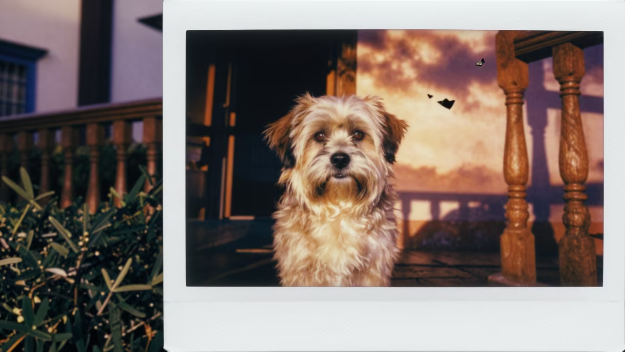 Lhasa Apso Portrait on Shaded La Paz Porch in on a shaded front porch with boards, railings, and eye-level framing in Calle Jaen, La Paz