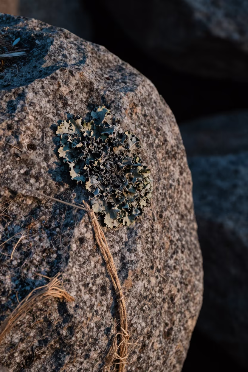 Lichen Crust on Granite Against Linen in against woven linen fibers in Boracay