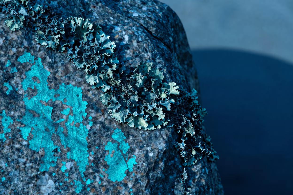 Lichen Crust on Turquoise Granite at Blue Hour in against weathered turquoise paint in Cape Town