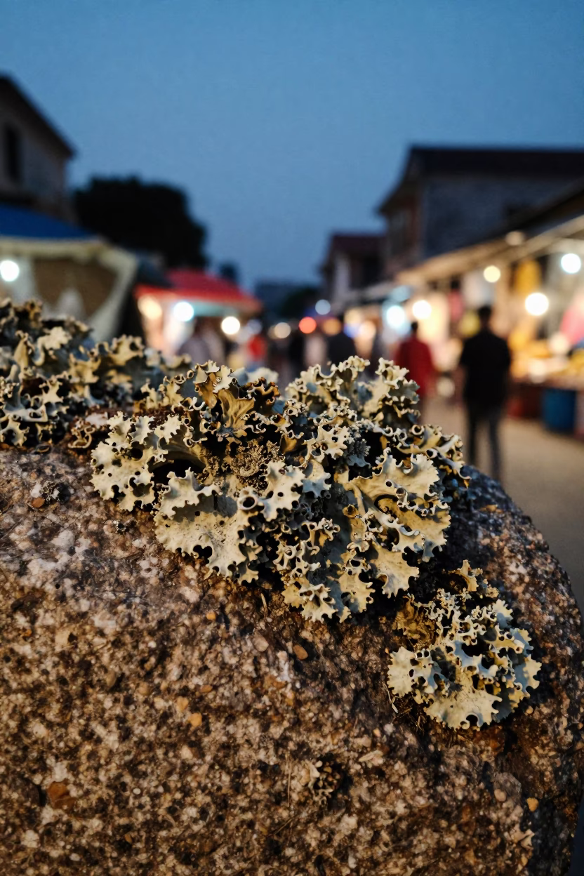 Lichen Fruiting Body on Granite in Hanoi Twilight in in Dong Xuan, Hanoi