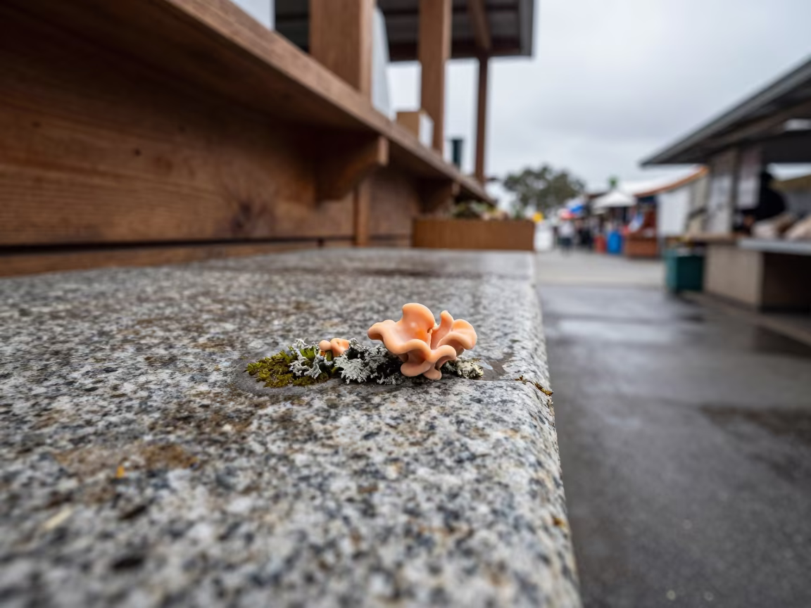 Lichen Fruiting Body on Granite in San Diego Market in along a market lane in San Diego