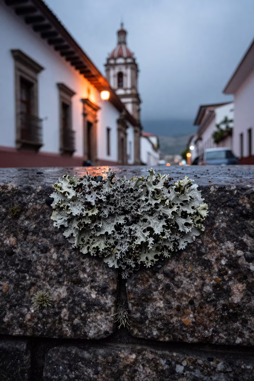 Lichen Fruiting Body on Weathered Quito Granite in in the old quarter in Quito