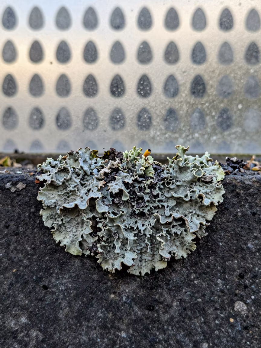 Lichen Macro on Stone with Grid Replicas in on lichen-covered bark near Montpellier