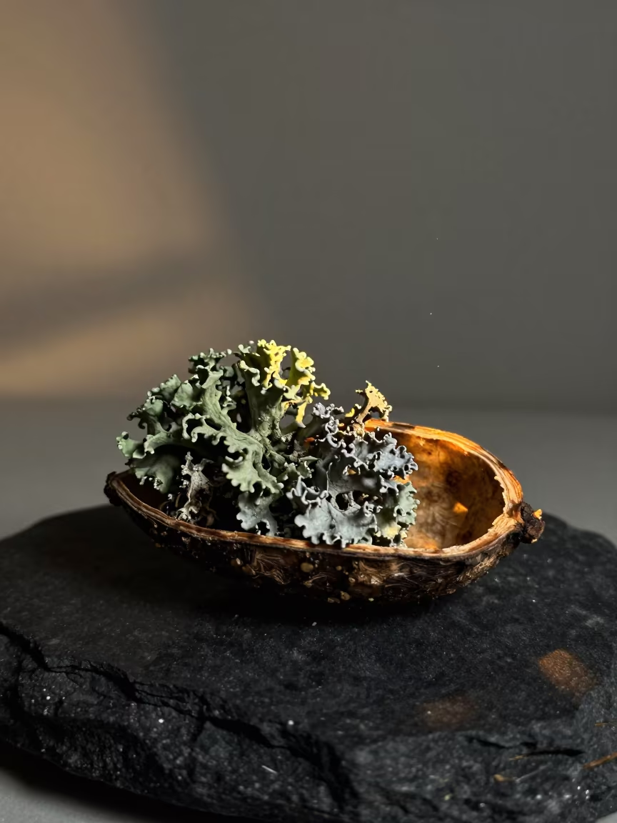 Lichen on Basalt in Split Seed Pod in inside a seed pod split open in Jalandhar