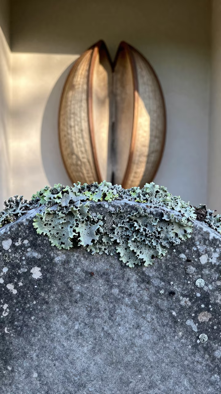 Lichen on Tombstone Edge in Amsterdam Seed Pod in inside a seed pod split open in Waterlooplein, Amsterdam