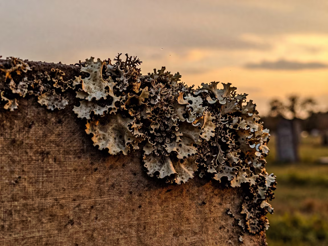 Lichen on Tombstone Edge in Ile Ife in against woven linen fibers in Ile Ife
