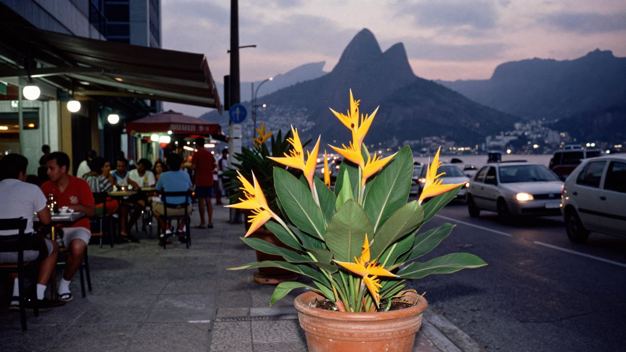 Life Twilight in Rio De Janeiro in in Rio de Janeiro, Brazil